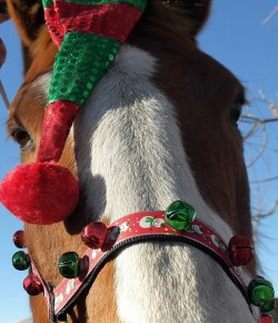 Photo Challenge: 17 Horses In Their Holiday Best