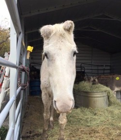 Friday Standing Ovation by Ovation Riding