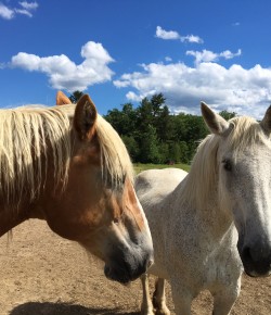 Standing Ovation by Ovation Riding: Draft Gratitude
