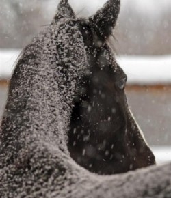 Kentucky Performance Products: The Horse’s Winter Coat