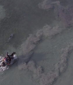 World Equestrian Brands Drone Cam: Dolphins & Horses