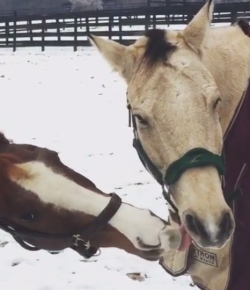 Video: Horse Got Your Tongue?