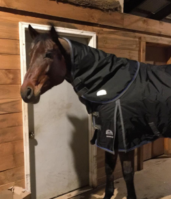 Photo Challenge: 5 Sneak Peeks At Horsey Christmas