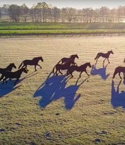 World Equestrian Brands Drone Cam: Friesians At Dawn