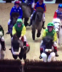 SpectraVET Performance of the Week: Olympia Shetland Pony Grand National