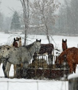 Kentucky Performance Products: Energy Crisis?