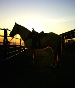 Photo Challenge: 15 Horsey Sunsets