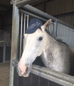 Photo Challenge: 18 Horses In Hats