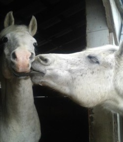 Standing Ovation by Ovation Riding