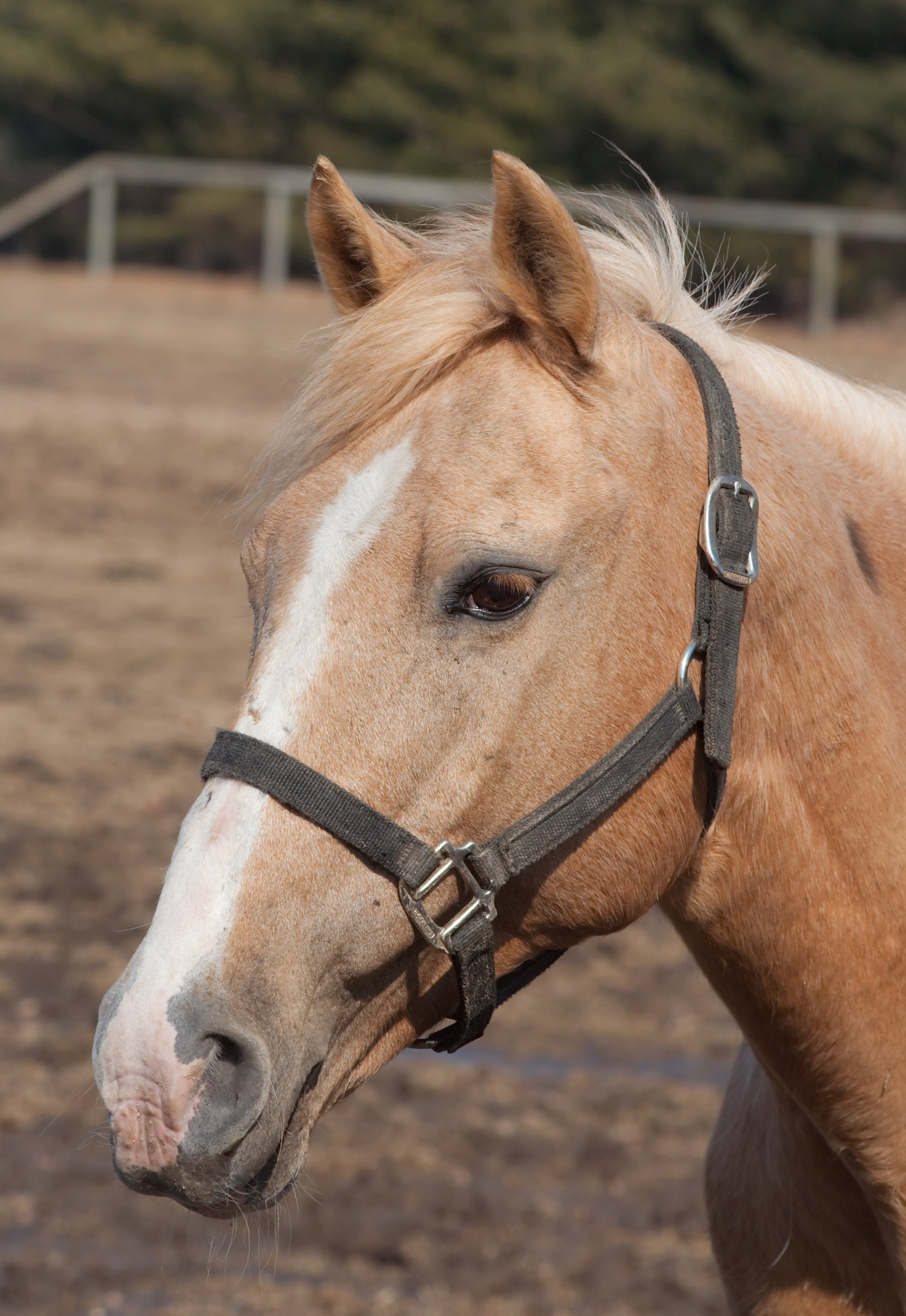 Choosing the Best Halter For Your Horse HORSE NATION