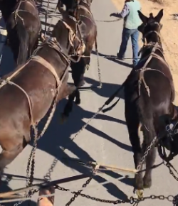 World Equestrian Brands Helmet Cam: ‘Dance of the Mules’