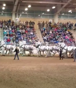 SpectraVET Performance of the Week: The 15 Horse Hitch