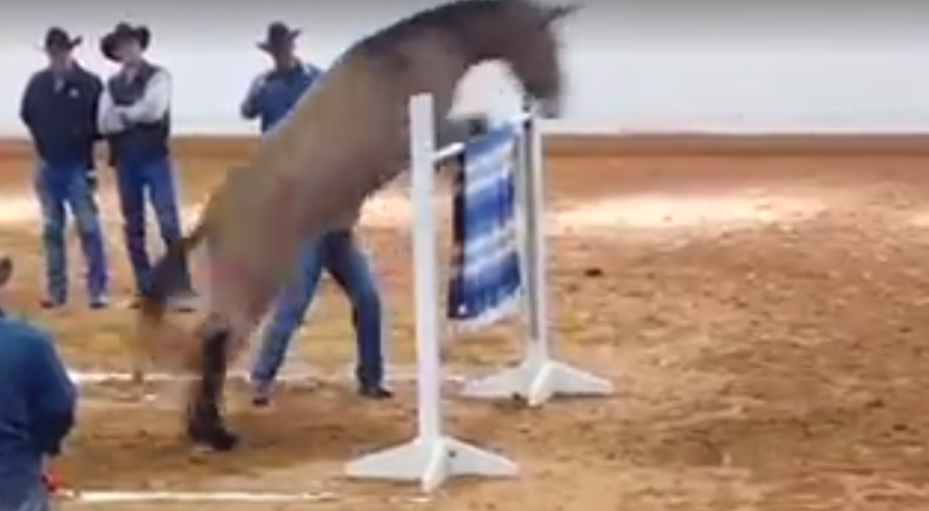 Video Mule Jumps 62″ From NearStandstill HORSE NATION