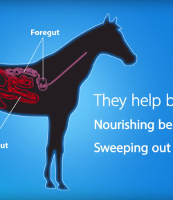 Kentucky Performance Products: Digestive Supplements