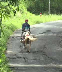 Standing Ovation by Ovation Riding: Ridwan Sururi