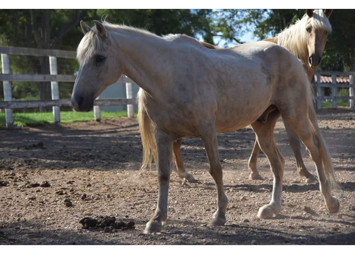 Best of Craigslist, Volume 50 HORSE NATION