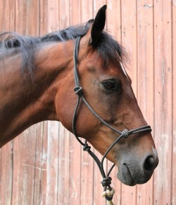 Choosing the Best Halter For Your Horse