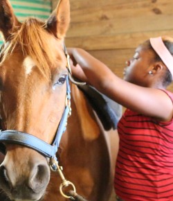 Standing Ovation by Ovation Riding: Detroit Horse Power