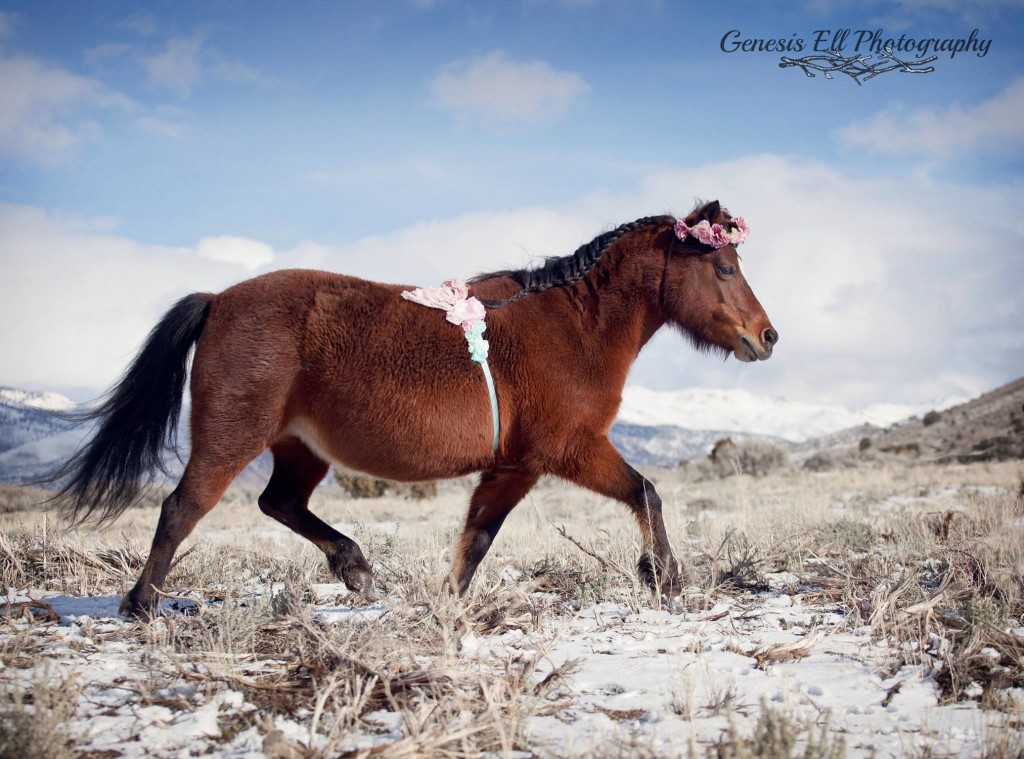 Equine Photographer Strikes Gold With Pony's Maternity Photoshoot