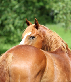 4 Things Equestrians Wish Existed