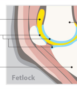 Kentucky Performance Products: 4 Ingredients For Joint Health