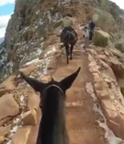 World Equestrian Brands 2017 Helmet/Drone Cam of the Year