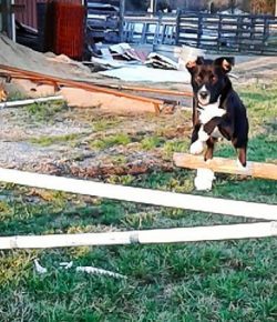 Photo Challenge: 6 Dogs Over Fences