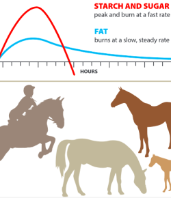 Kentucky Performance Products: The Skinny On Fats