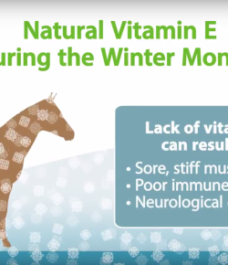 Kentucky Performance Products Video: Vitamin E Deficiency