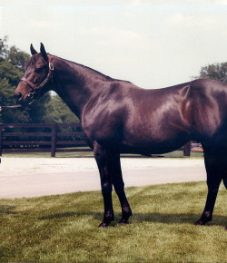 SpectraVET Classic Performance of the Week