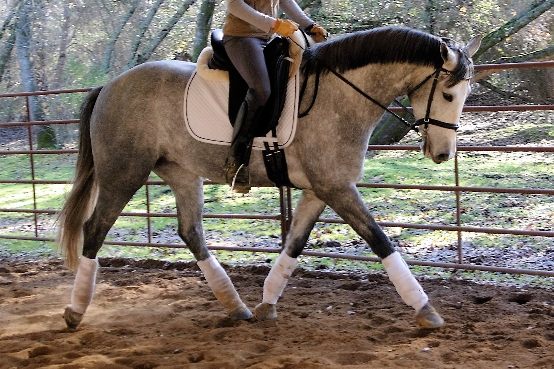 10 More Tips For Keeping a Horse Blog HORSE NATION