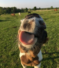 Photo Challenge: 26 Too-Cute Foals