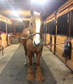 Photo Challenge: 6 Horses Showing Off Their Shed