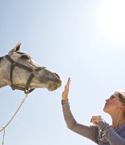Standing Ovation by Ovation Riding
