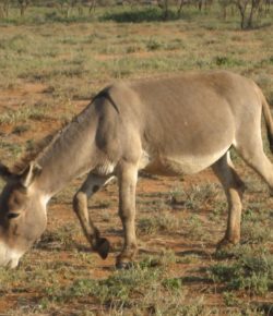 Standing Ovation by Ovation Riding