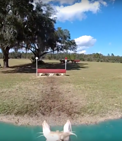World Equestrian Brands Helmet Cam: Baby Mustang’s First XC