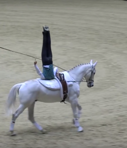 SpectraVET Performance of the Wk: Jannis Drewell