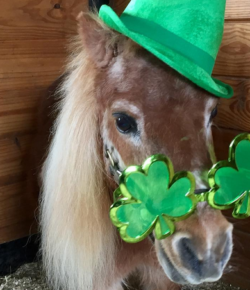 Photo Challenge: 3 Horses Wearing Their Green