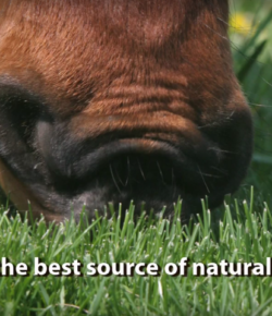 Kentucky Performance Products: Grazing Management for Sugar Sensitive Horses