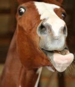 Photo Challenge: The Noble Horse… In Candid Moments