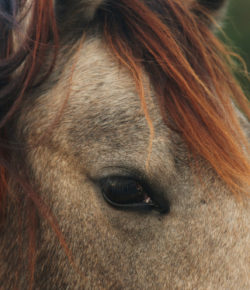 Standing Ovation by Ovation Riding: Help a Horse Day