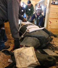 Standing Ovation by Ovation Riding