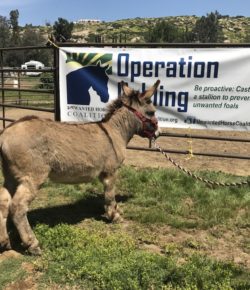 Standing Ovation by Ovation Riding: TheraPony’s ’30 Geldings in 30 Days’
