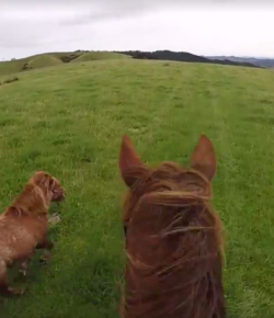 World Equestrian Brands Helmet Cam: Geoffry the Conqueror