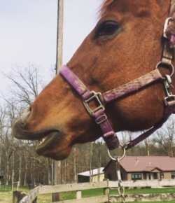 Photo Challenge: Boomerang Challenge Week