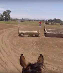 World Equestrian Brands Helmet Cam: XC Training Level with EN’s Sally Spickard