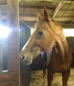 International Lesson Horse Day Essay Winner: Cinema