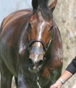 Kentucky Performance Products: The Scoop on Electrolytes & Hydration