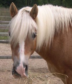 International Lesson Horse Day Essay Winner: Stella