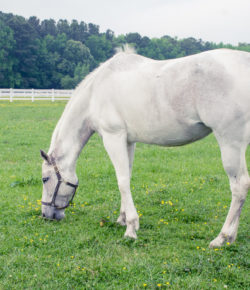 Kentucky Performance Products: Does Your Horse Need Extra Vitamins?